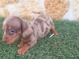 Teckel Miniatura perros - Anuncio 17