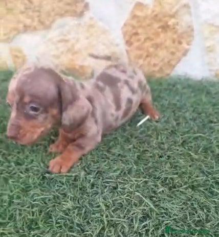 Teckel Miniatura perros Teckel Mini Hembra Arleq.Choco - Anuncio 9