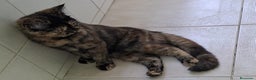 Exótico de Pelo Corto gatos en venta: Raza exótica - Anuncio 8