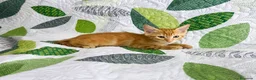 Europeo de Pelo Corto gatos en venta: Gatito macho en adopción - Anuncio 3