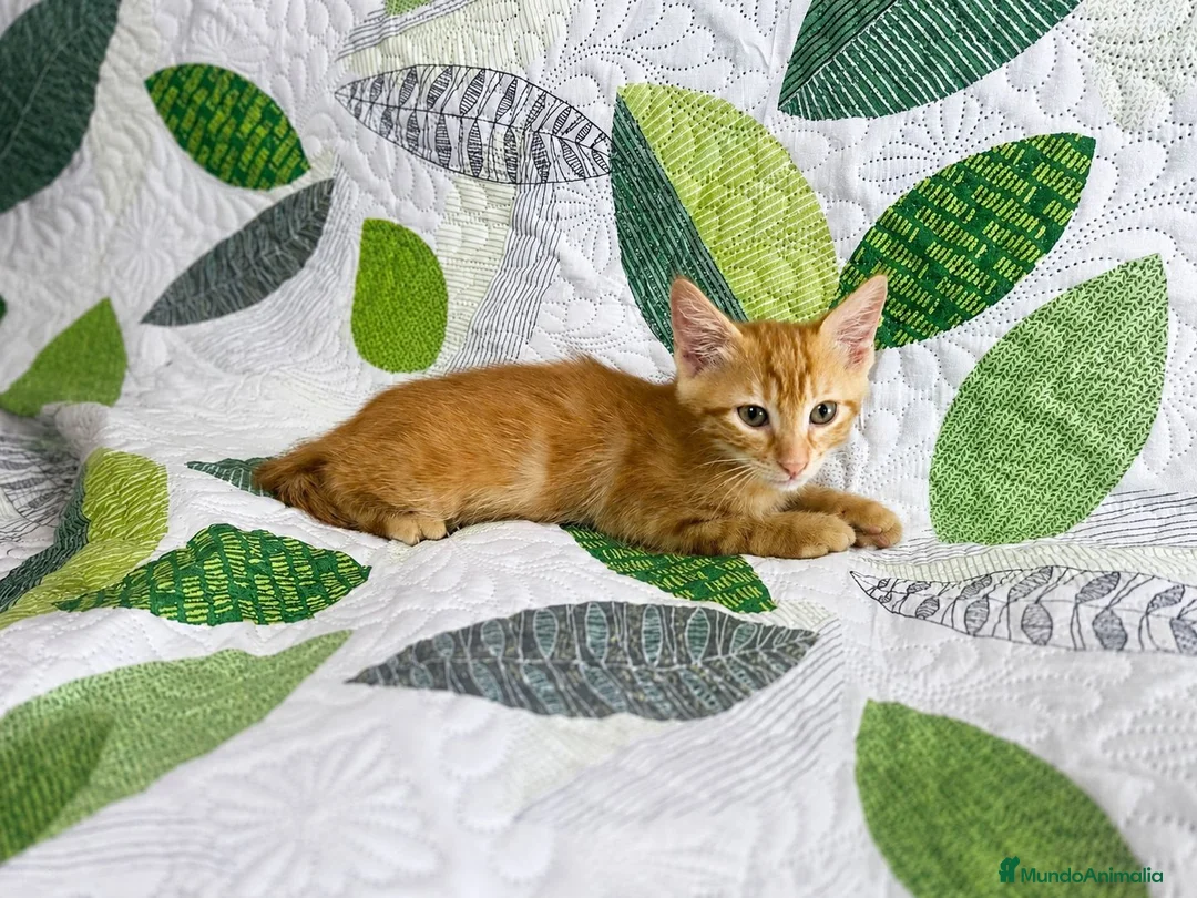Europeo de Pelo Corto gatos en venta: Gatito macho en adopción - Anuncio 3