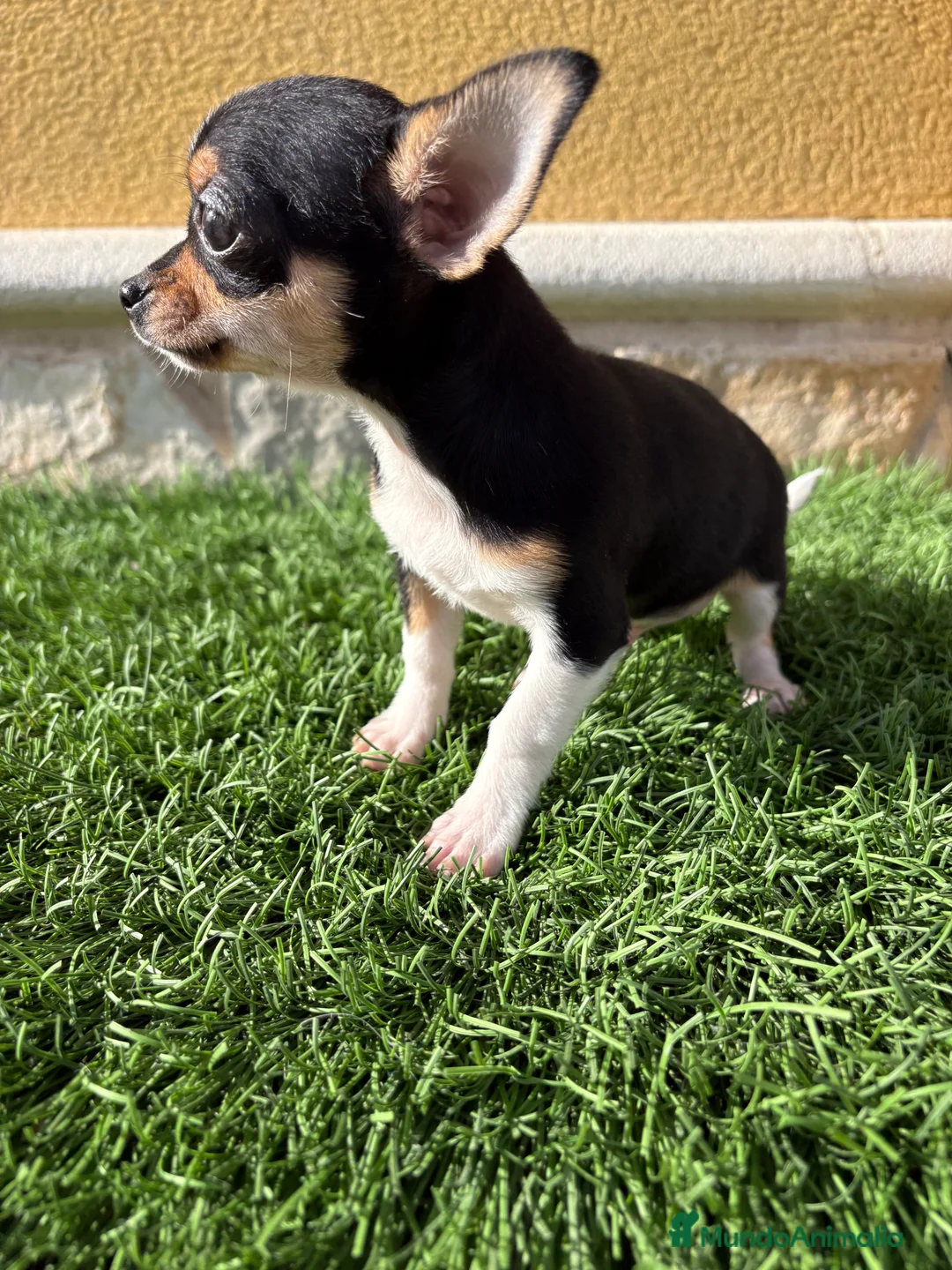 Chihuahua perros en venta: Chihuahua Toy tricolor macho - Anuncio 16
