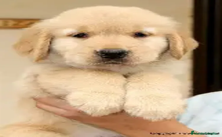 Golden Retriever perros - Propaganda 1