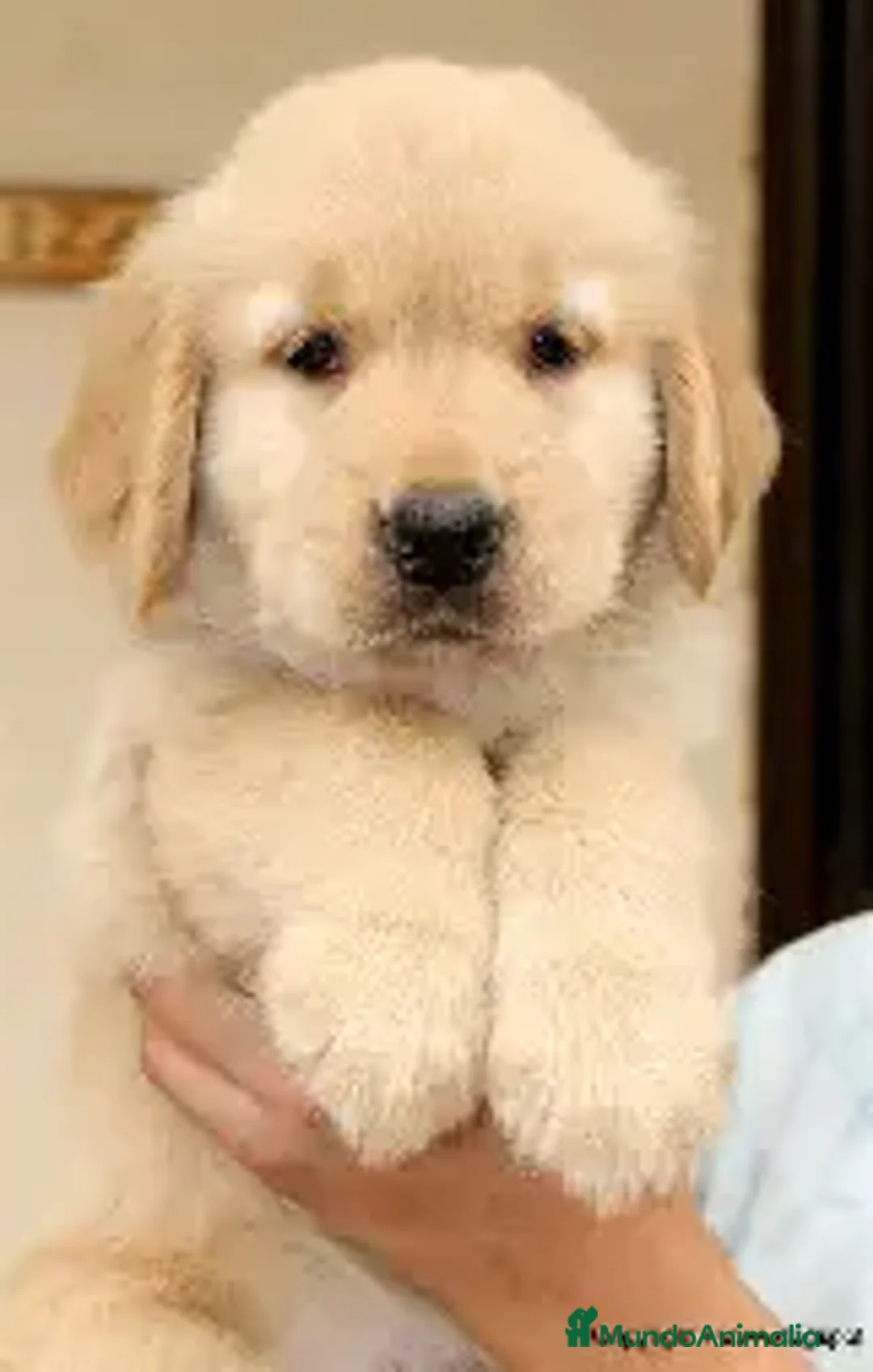 Golden Retriever perros en venta: CACHORRO GOLDEN RETRIEVER  - Imagen 1