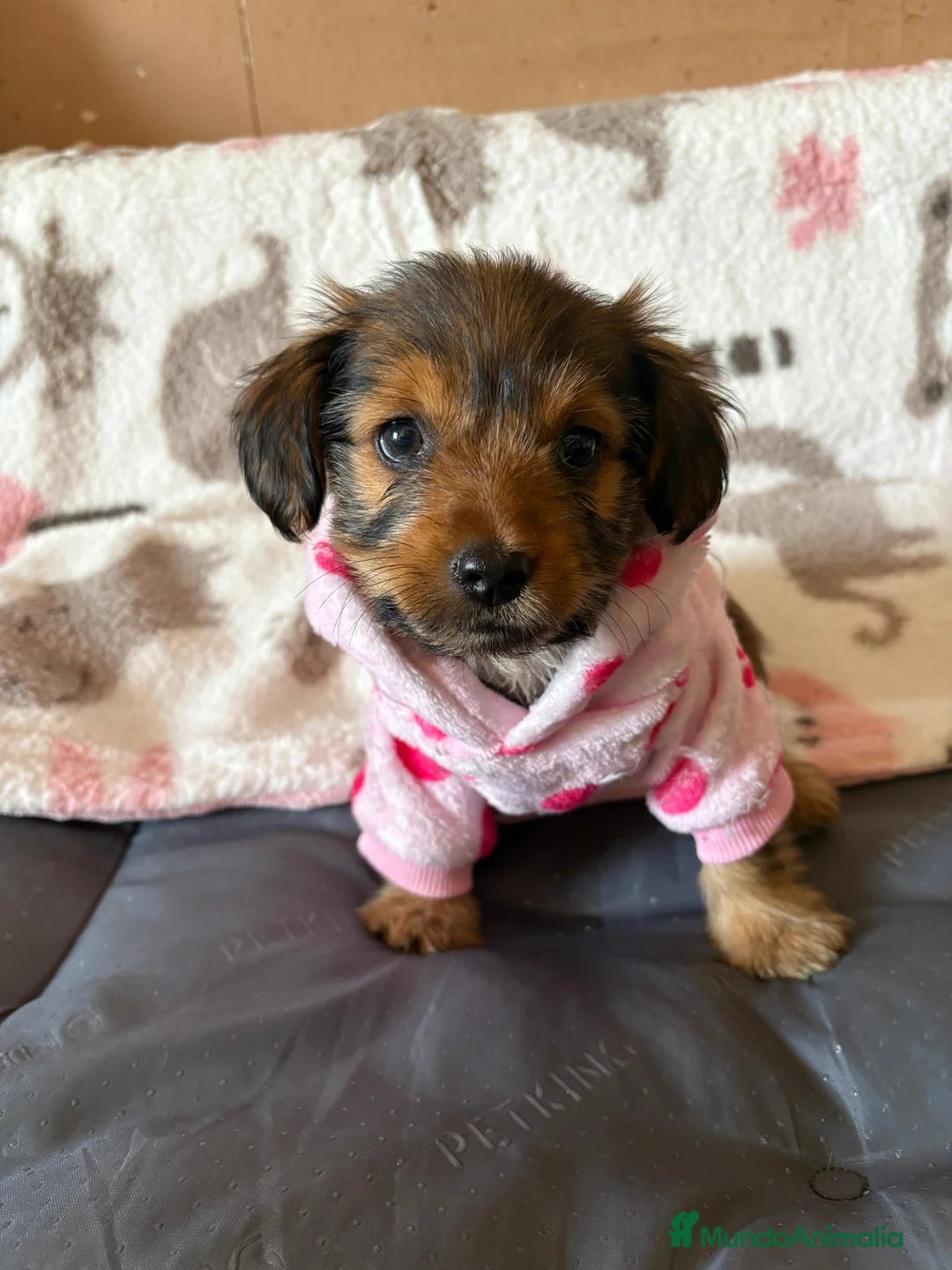 Yorkiepoo perros en venta: Yorkiepoo toy - Anuncio 1