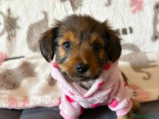 Yorkiepoo perros Yorkiepoo toy - Anuncio 1