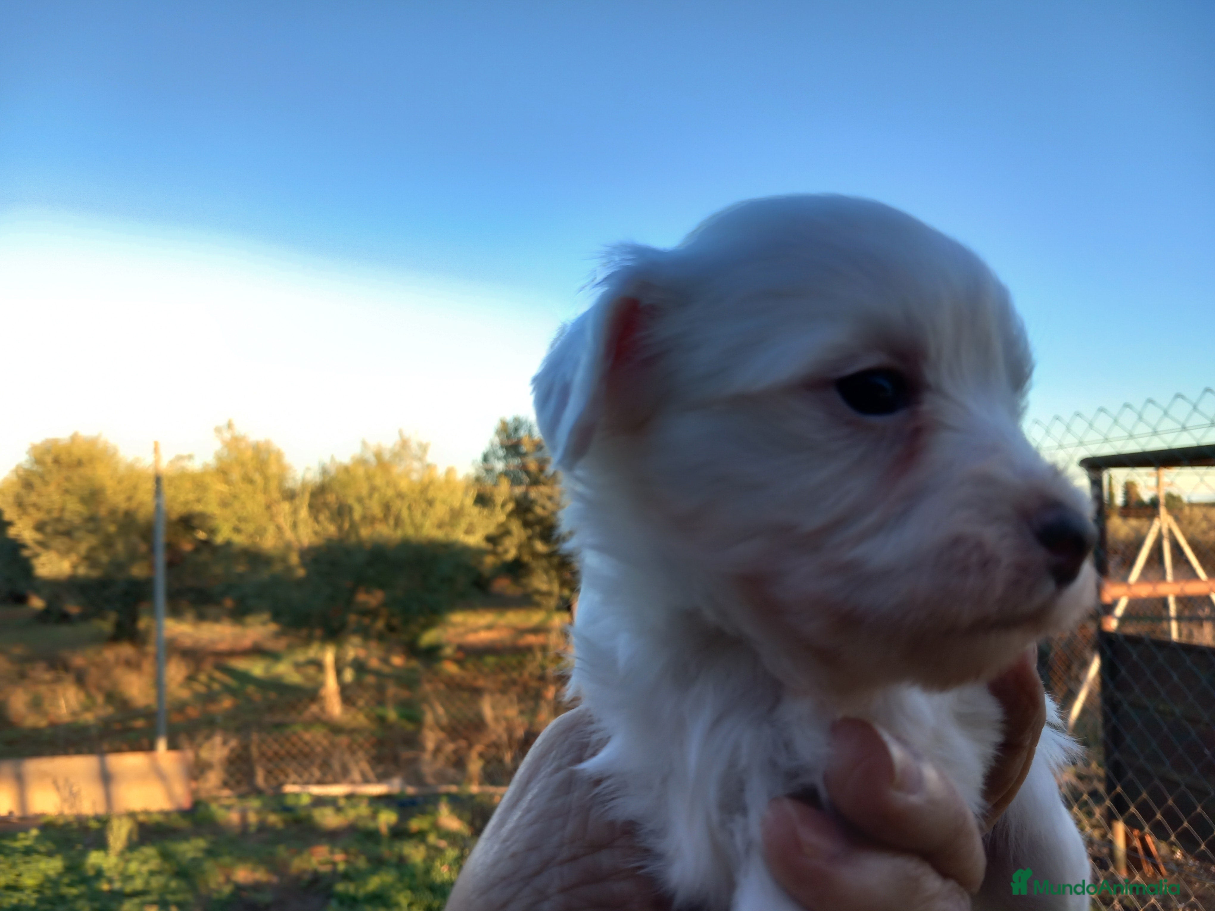 Perro Crestado Chino perros Cachorros Crestado Chino. - Anuncio 4