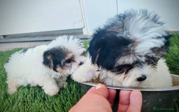 Raza Mixta perros en venta: Espectacular Cachorra malvi - Imagen 6