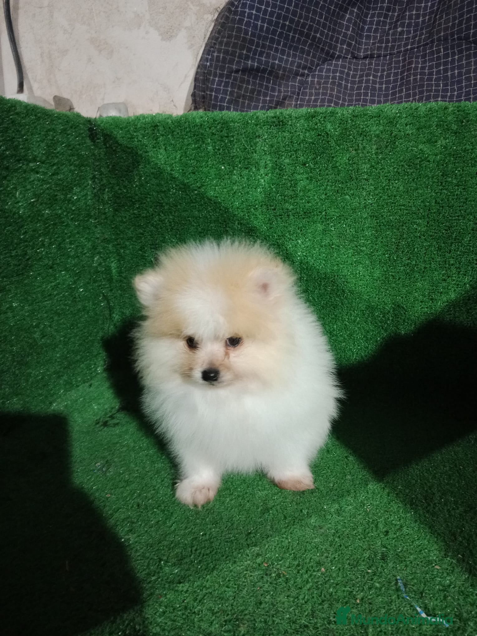 Pomerania perros Lulú de pomerania toy - Anuncio 1