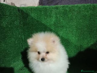 Pomerania perros Lulú de pomerania toy - Anuncio 1