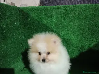 Pomerania perros Lulú de pomerania toy - Anuncio 30