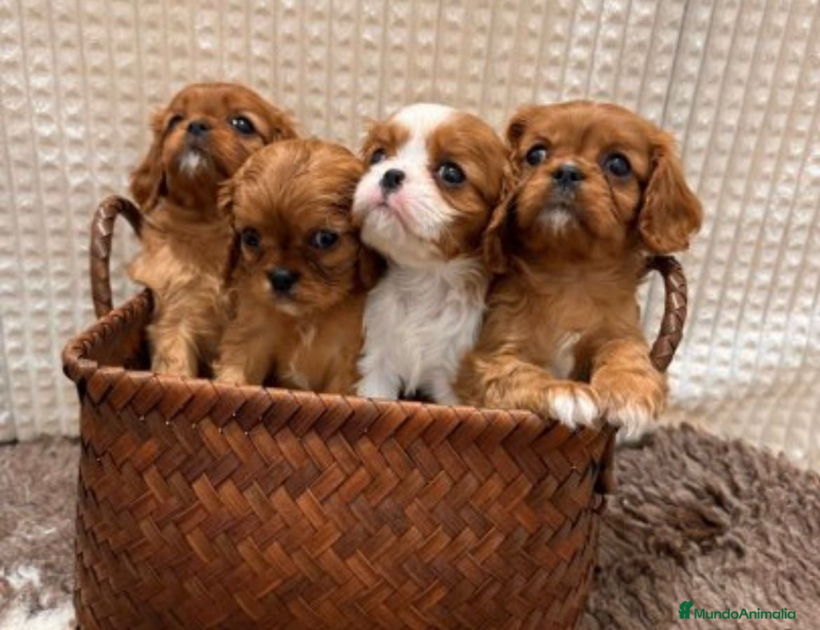 Cavalier King Charles Spaniel perros CAVALIER RUBÍ HEMBRA en Barcelona - Anuncio 6