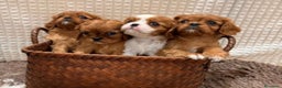 Cavalier King Charles Spaniel perros en venta: CAVALIER RUBÍ HEMBRA en Barcelona - Anuncio 1
