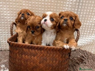 Cavalier King Charles Spaniel perros en Barcelona - Anuncio 35
