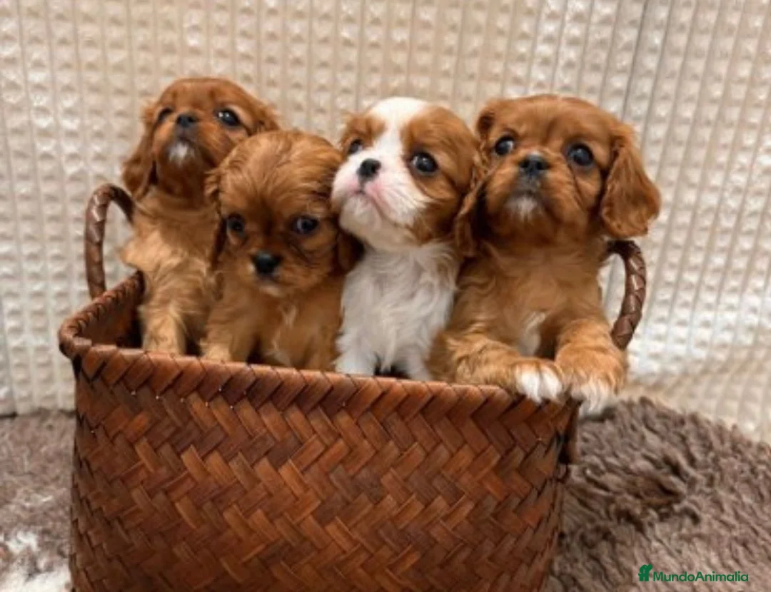 Cavalier King Charles Spaniel perros en venta: CAVALIER RUBÍ HEMBRA en Barcelona - Anuncio 1