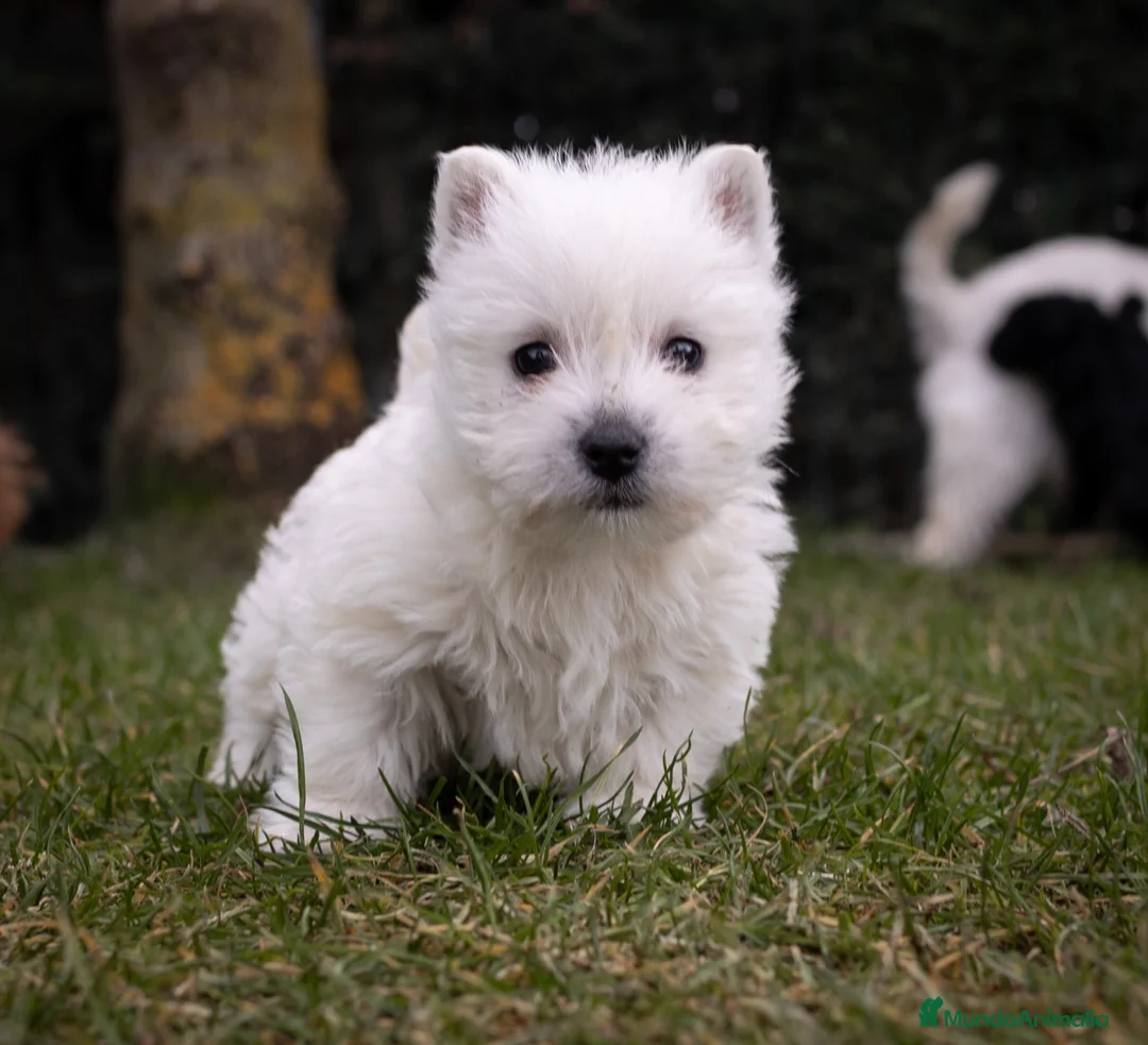 West Highland White Terrier perros en venta: Hembra Westy - Anuncio 4