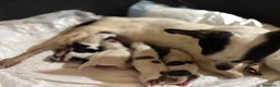 Chihuahua perros en venta: 🐾💕 ¡PEQUEÑITA, ENCANTADORA Y LISTA ❤️ - Anuncio 3