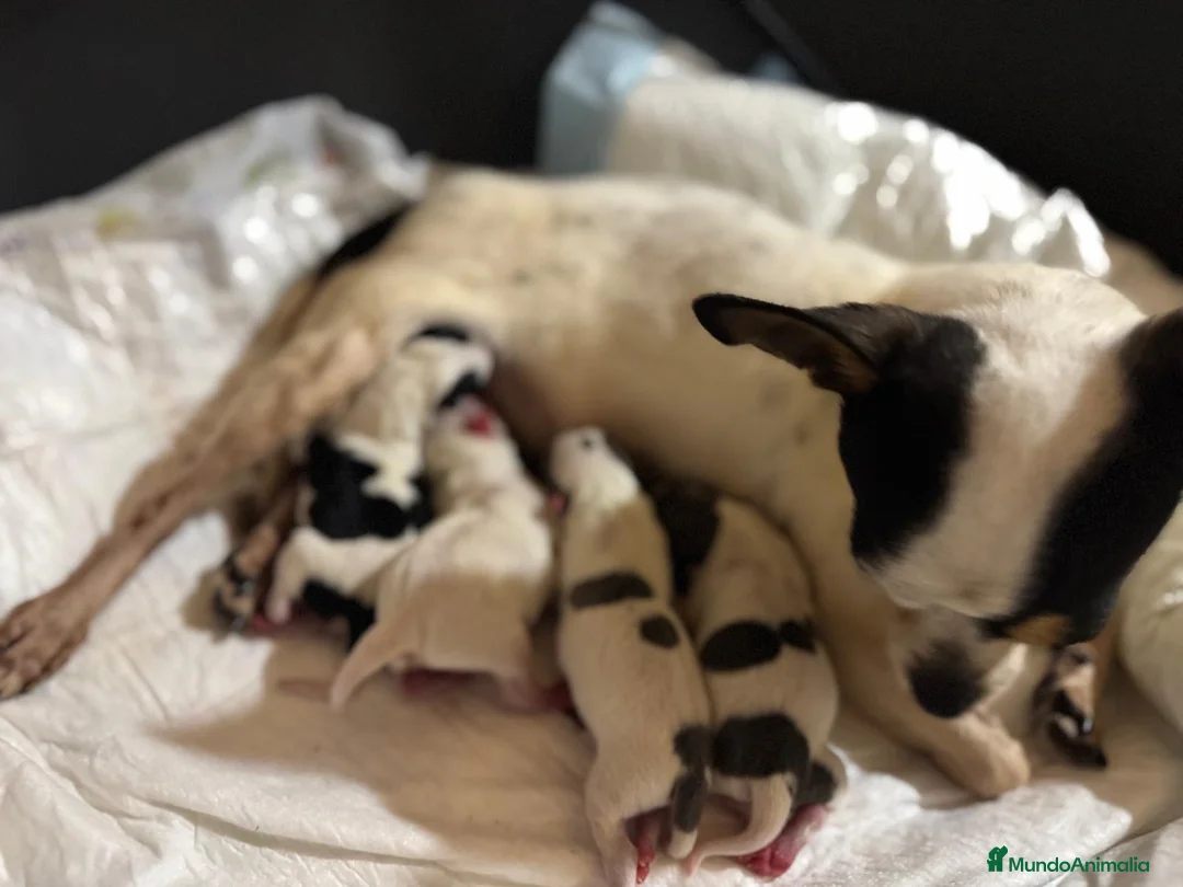 Chihuahua perros en venta: 🐾💕 ¡PEQUEÑITA, ENCANTADORA Y LISTA ❤️ - Anuncio 3