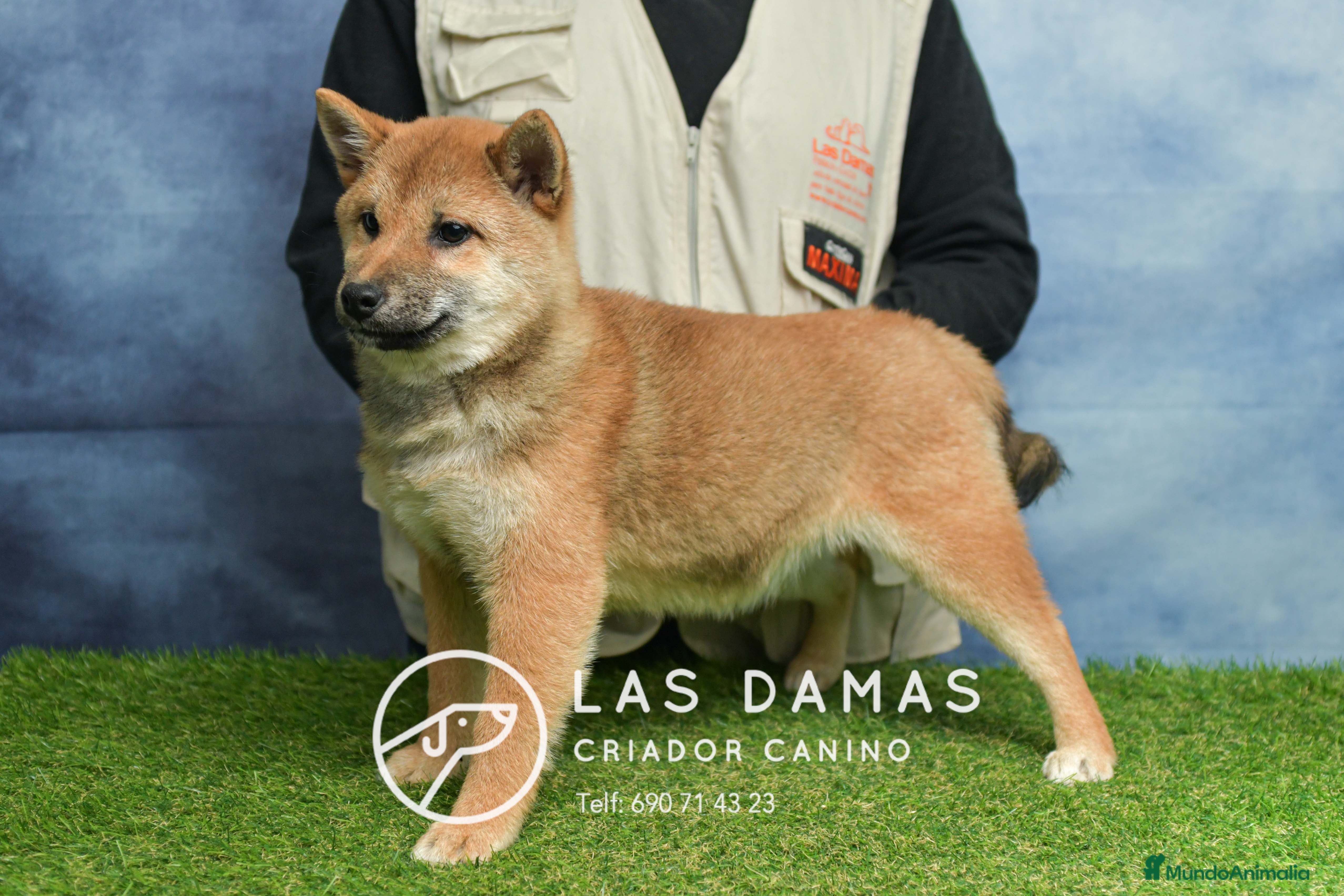 Shiba Inu perros SHIBA INU HEMBRA DISPONIBLE - Anuncio 27