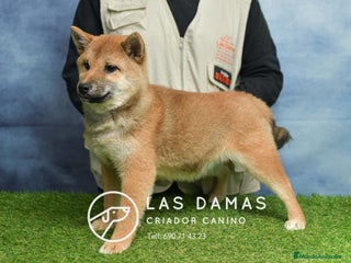 Shiba Inu perros SHIBA INU HEMBRA DISPONIBLE - Anuncio 6