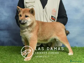 Shiba Inu perros SHIBA INU HEMBRA DISPONIBLE - Anuncio 4