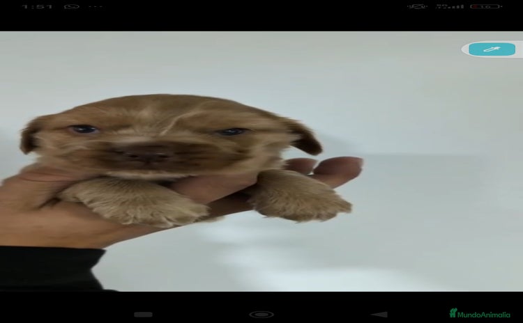 Cocker Spaniel Inglés perros Cocker spaniel ingles  - Anuncio 1