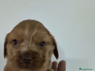 Cocker Spaniel Inglés perros Cocker spaniel ingles - Anuncio 5