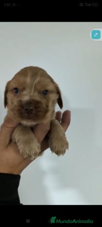 Cocker Spaniel Inglés perros Cocker spaniel ingles - Anuncio 1