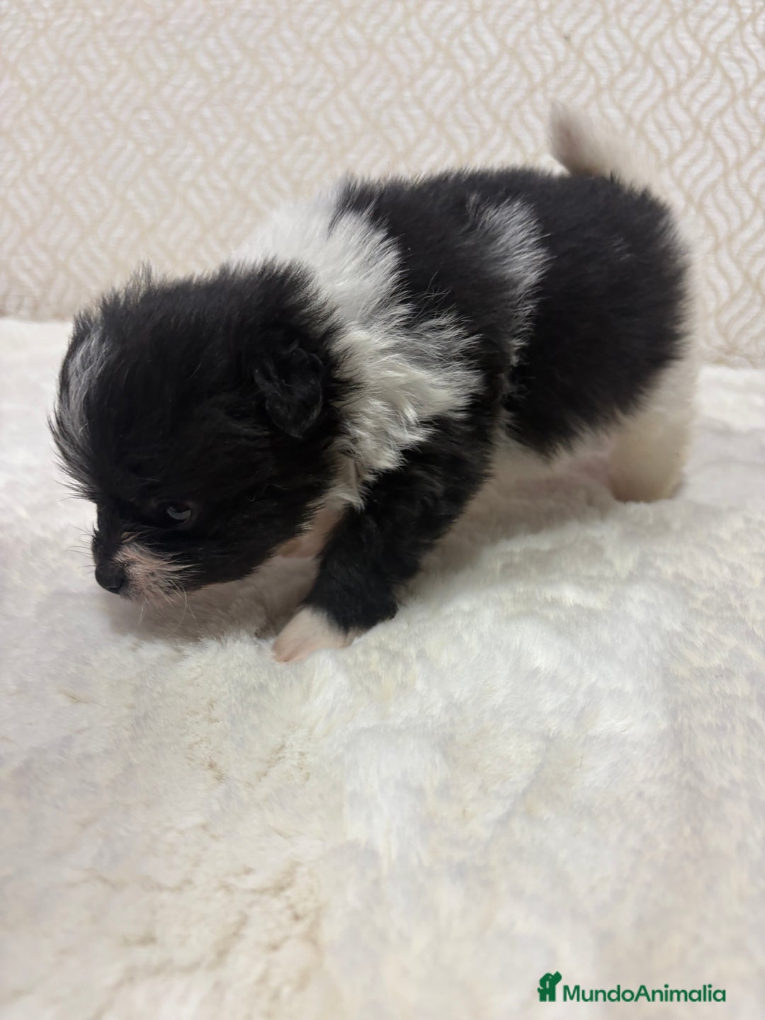 Pomerania perros en venta: Lulu Pomerania Toy macho color party Osito - Anuncio 6