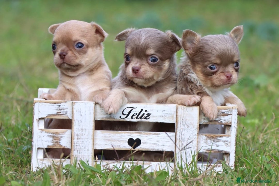 Chihuahua perros en venta: PRECIOSA CHIHUAHUA PELO LARGO - Anuncio 1