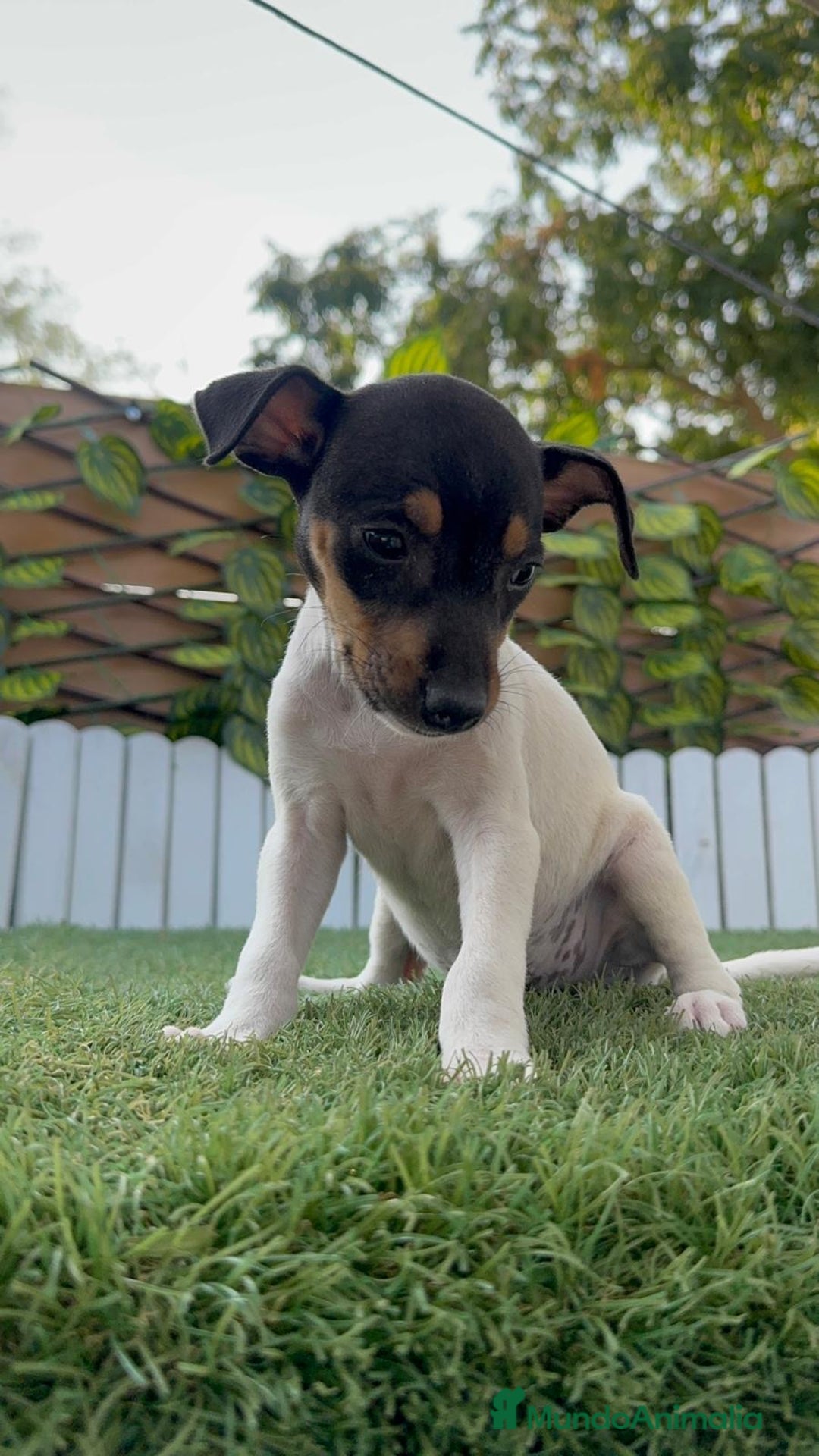 Ratonero Bodeguero Andaluz perros en venta: BODEGUERO ANDALUZ - Imagen 5