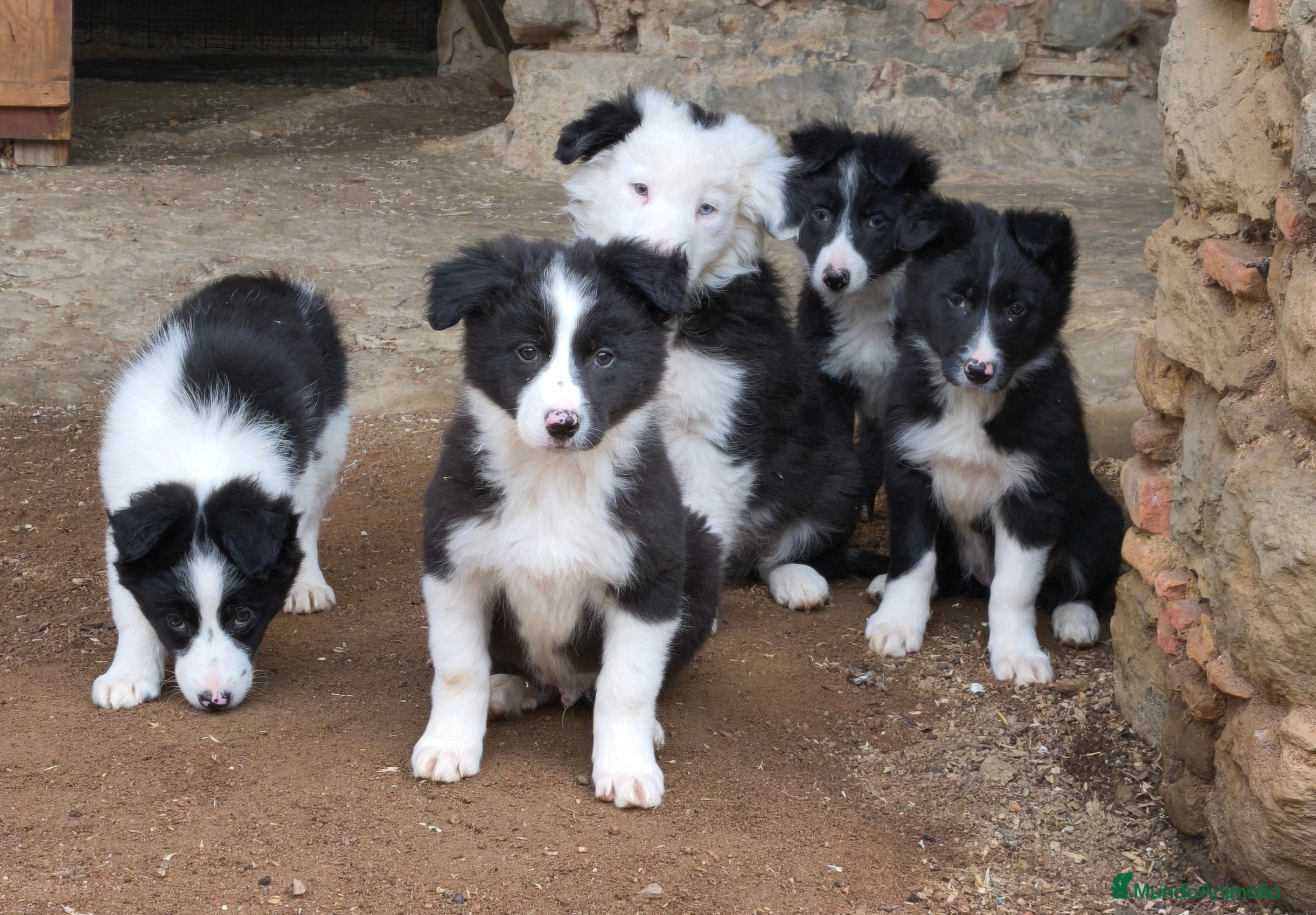 Border Collie perros Cachorros border collie 2 meses - Anuncio 4