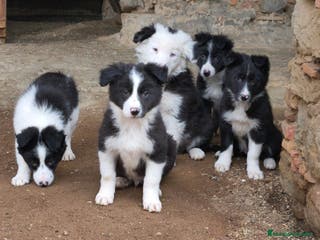 Border Collie perros Cachorros border collie 2 meses - Anuncio 1