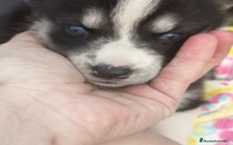 Husky Siberiano perros en venta: Husky siberiano  - Imagen 4