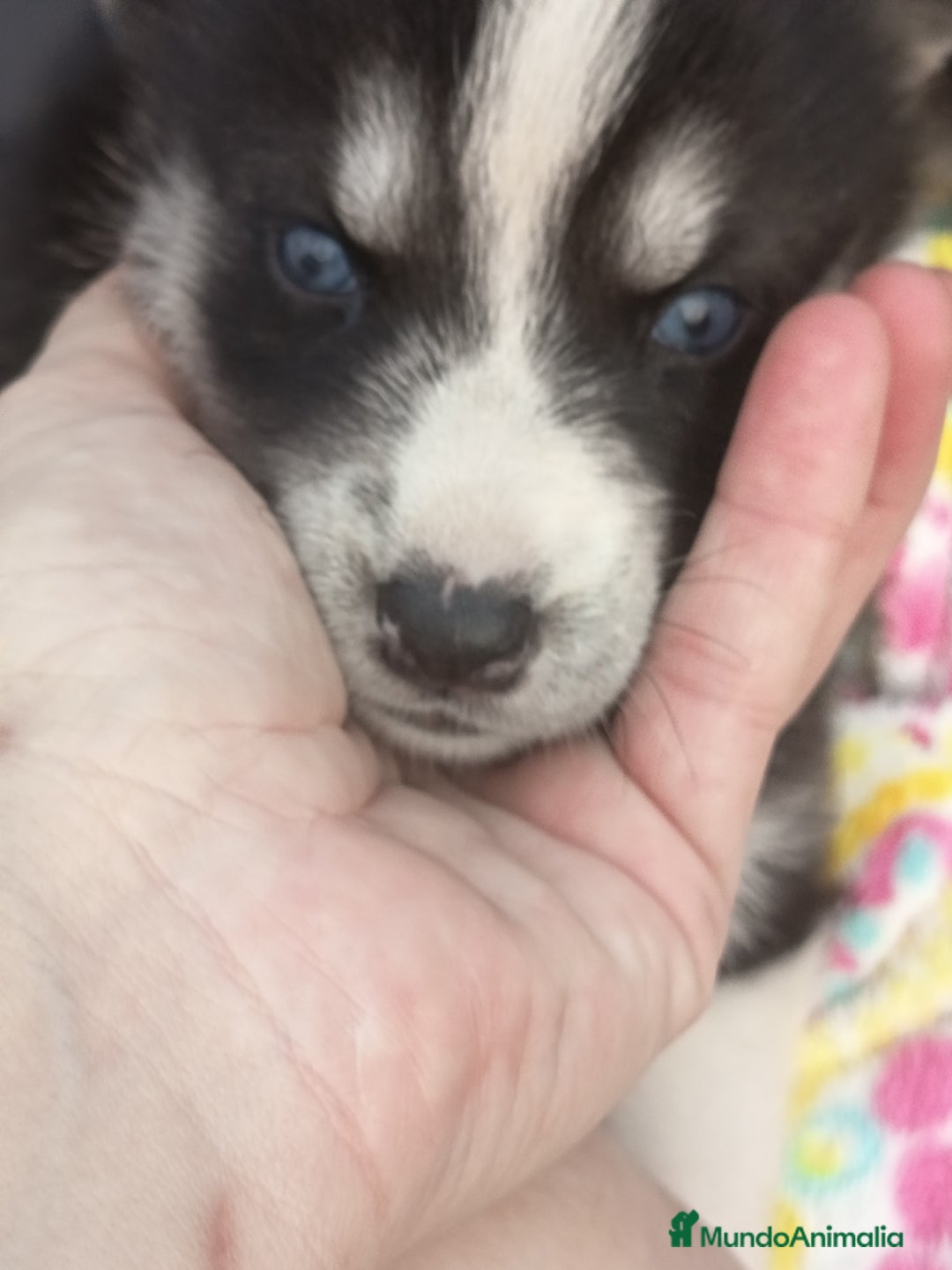 Husky Siberiano perros en venta: Husky siberiano  - Imagen 4