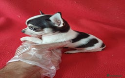 Chihuahua perros en venta: Chihuahua Mini  - Imagen 2