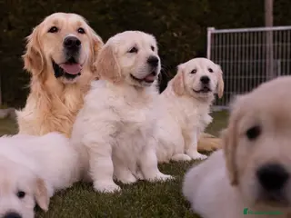 Golden Retriever perros en venta: Camada Golden Retriever - Anuncio 1