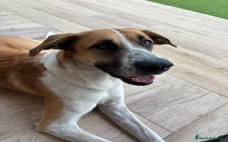 Terrier Alemán de Caza perros en adopcion: Adopción  - Imagen 3