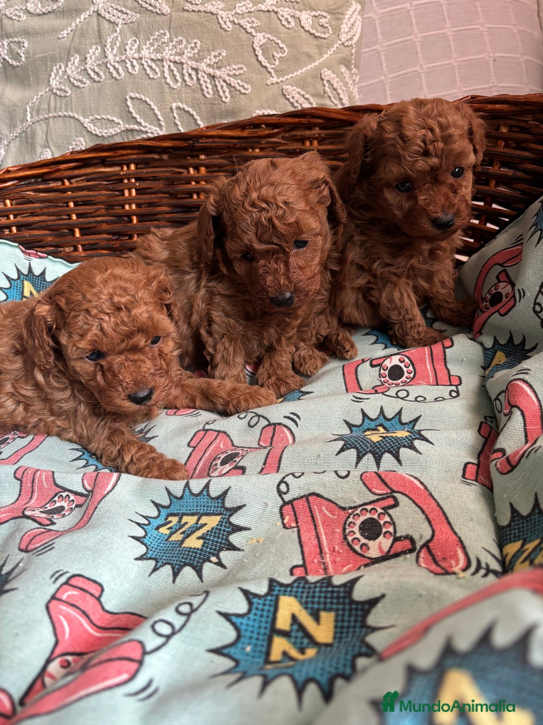 Caniche Toy perros en venta: Caniche toy rojo entrega para Enero . - Anuncio 2