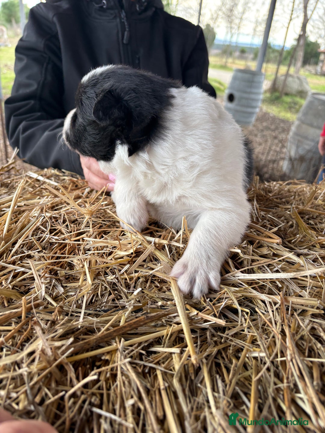 Border Collie perros en venta: Border collie macho  - Anuncio 14