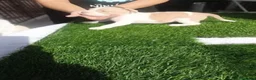 American Bully perros en venta: Cachorros de American Bully XL - Anuncio 18