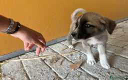 Mastín Español perros en venta: Mastina español  - Imagen 2