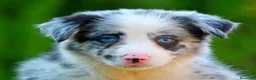 Border Collie perros en venta: camada de border collie  - Anuncio 5
