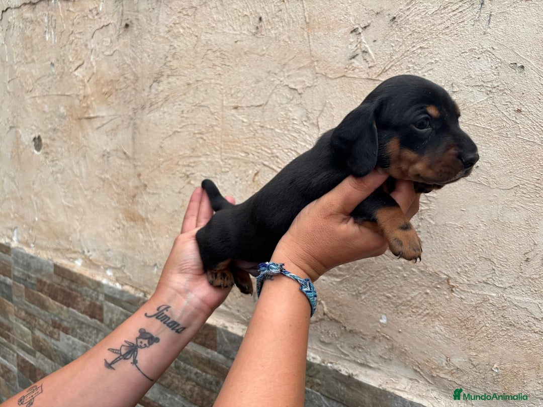 Teckel perros en venta: Teckel pelo corto - Imagen 3