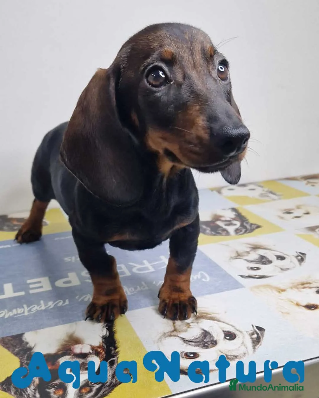 Teckel perros en venta: Teckel Hembra 9966 - AQUANATURA en Barcelona - Anuncio 6