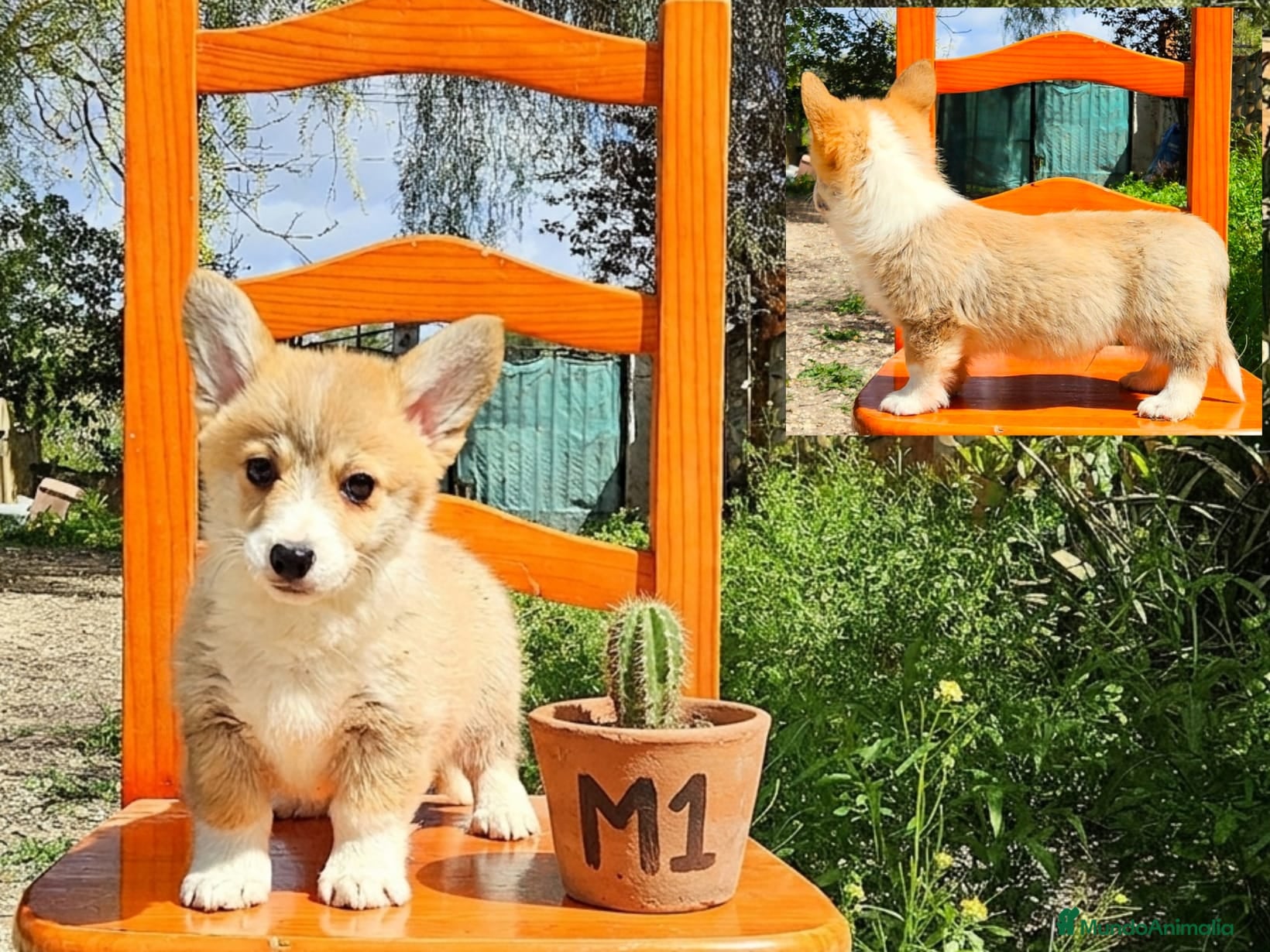 Welsh Corgi Pembroke perros cachorros Welsh Corgi Pembroke - Anuncio 2