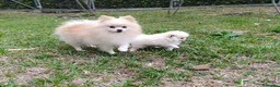 Pomerania perros en venta: Machito blanco  - Anuncio 1