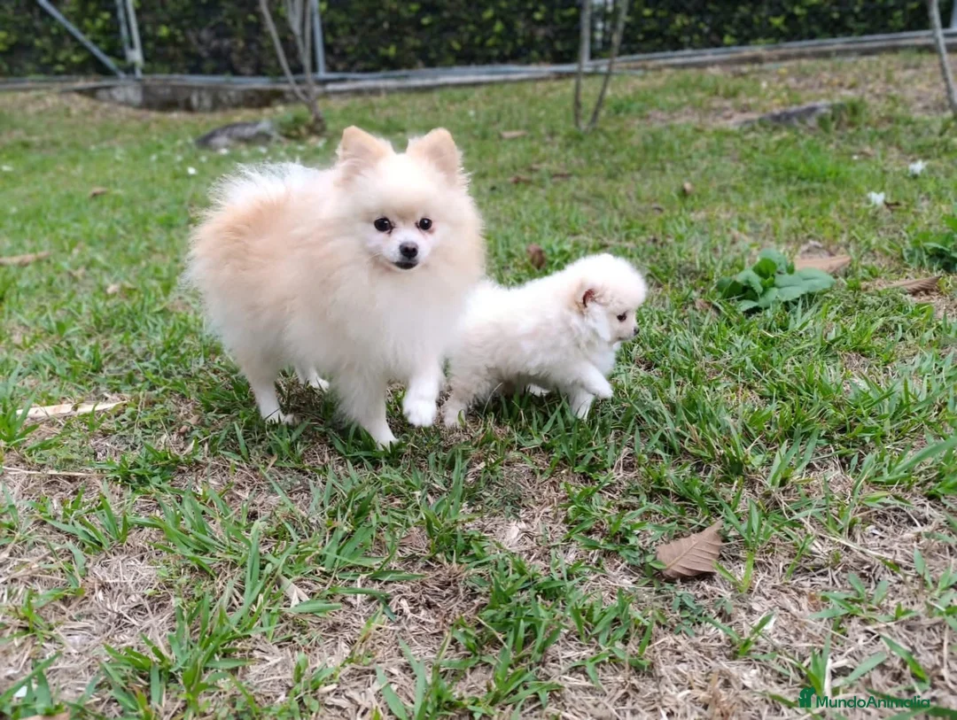 Pomerania perros en venta: Machito blanco  - Anuncio 1