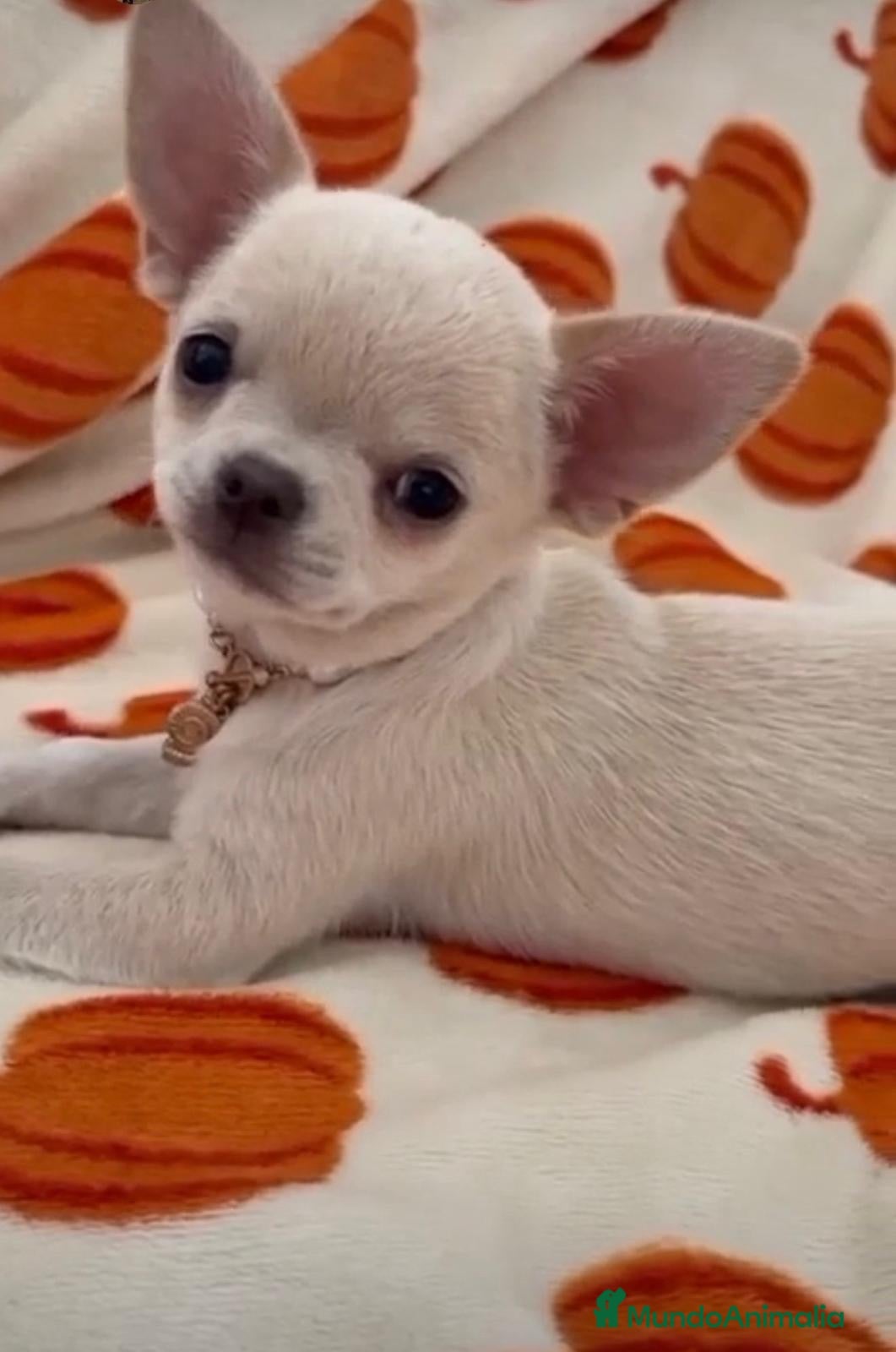 Chihuahua perros CHIHUAHUA TOYS LÍNEA RUSA - Anuncio 1