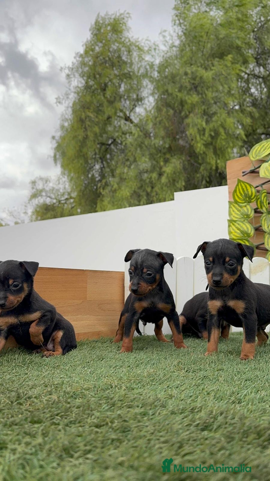 Pinscher Miniatura perros en venta: Pinscher - Imagen 32